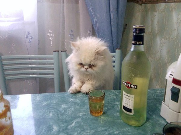 Алкоты