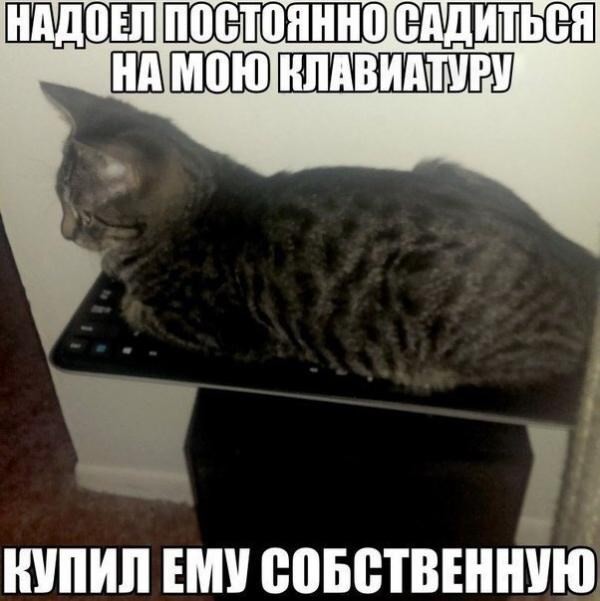 Кошак захватил клавиатуру? Решение проблемы найдено!