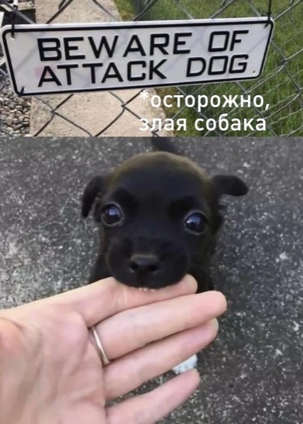 Эти забавные животные