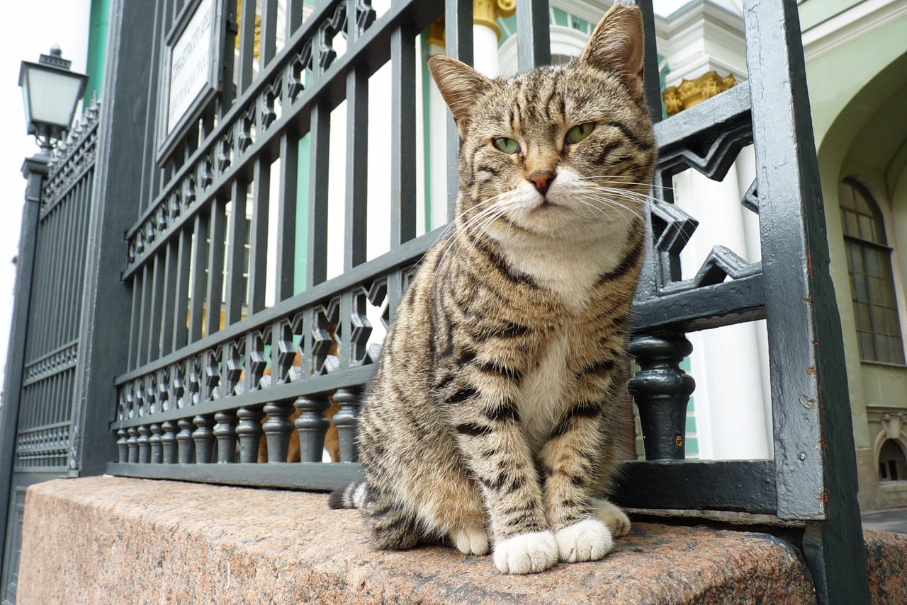 Коты зимнего дворца