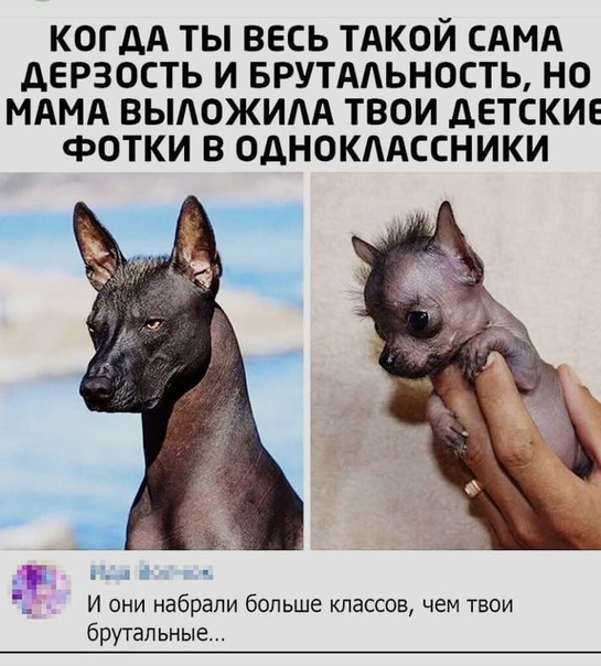 Закончу собакочетверг