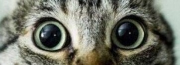Про котика