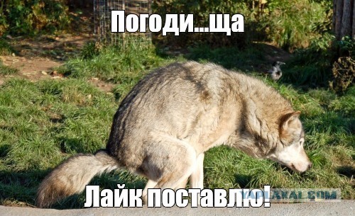 Пес художник!