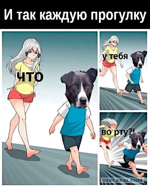 Из жизни собачников