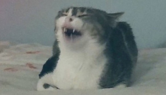 Который вторник