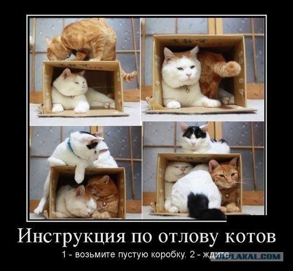 Кошачий косплей