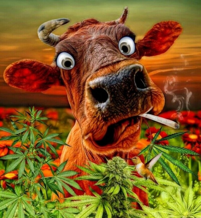 Токаев и Алиев потребовали срочных мер по спасению Каспийского моря