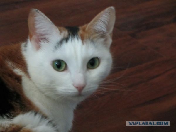 Котовторник 23.07.2013