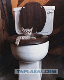 Как научить кота ходить в туалет