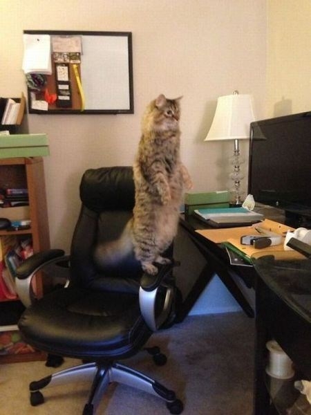 Вот так вот... с КОТОМ