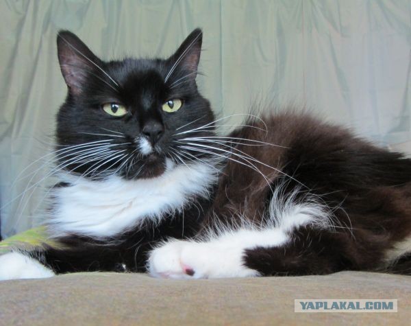Котовторник 03.09.2013