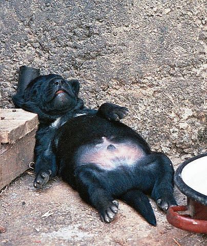 Собакочетверг на 02.01.2014