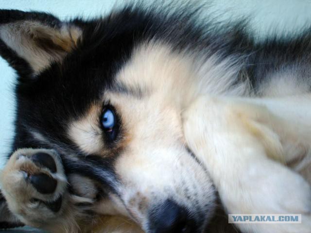 Как собаки встречают и провожают хозяев