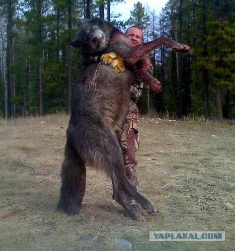 Черный волк