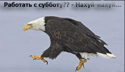 Несколько карикатур