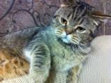 Котовторник 05.08.2014