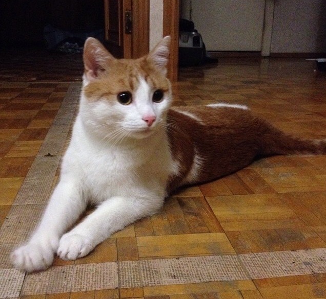 Котовторник 7.10.2014