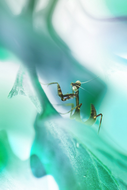 Сюрреальные фото насекомых