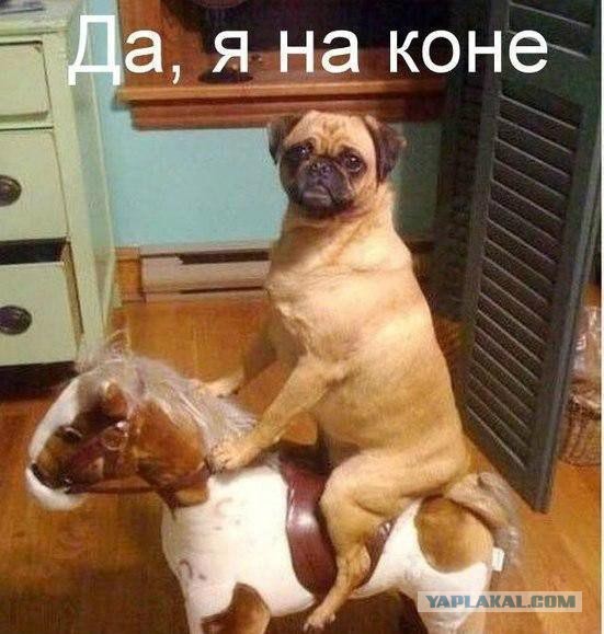 Забавные картинки