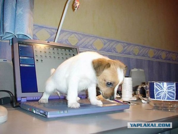 Удивительные фотки животных 15 штук
