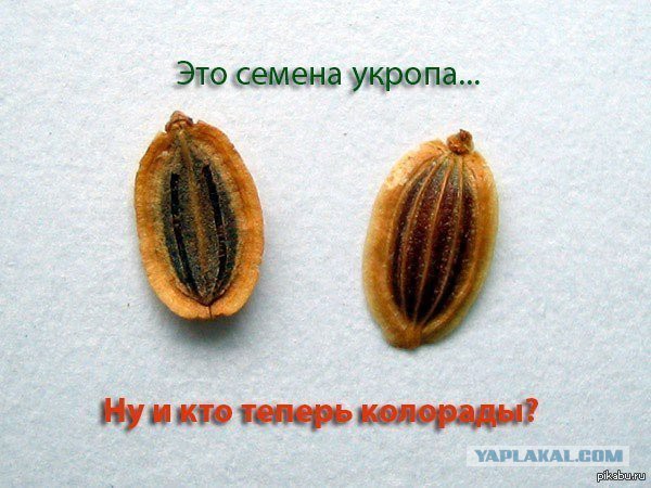 Невеселые картинки