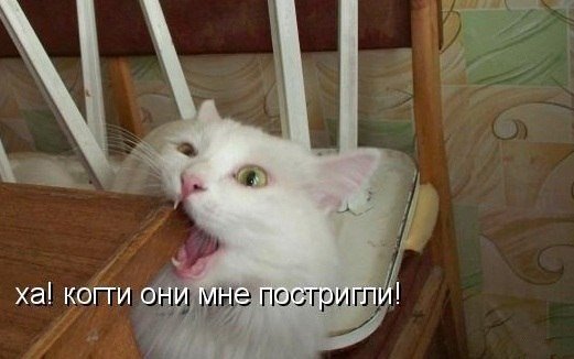 Веселости