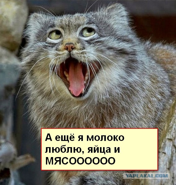 Манул зевает