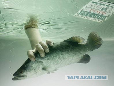 "Шварцнеггер" и улов