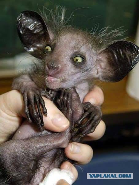 Феномен Путина