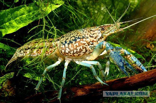 Аквариумные страдания