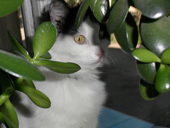 Котовторник  01.03.2016
