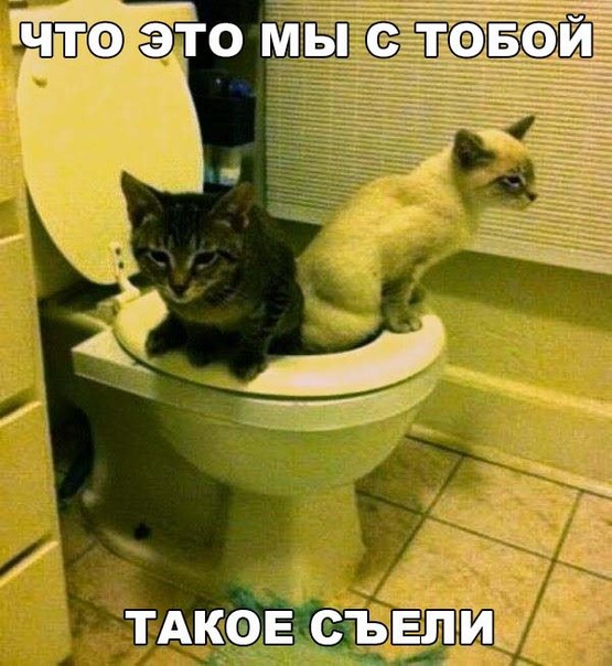Мохнатые беспредельщики