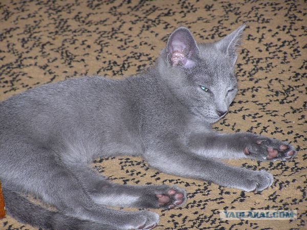Котовторник  14.06.2016
