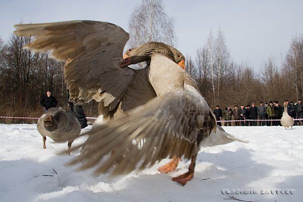 Стенка на стенку, один на один!