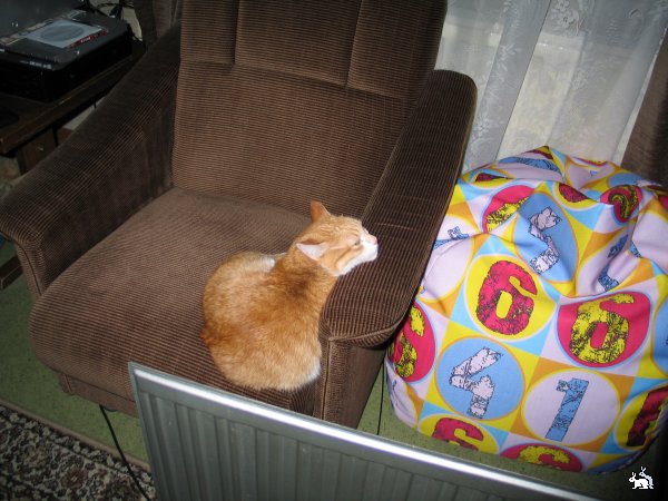Коты из сети