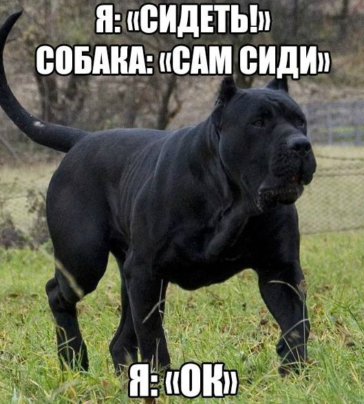 Самые смешные животные