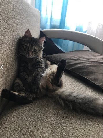 Кот - ждун