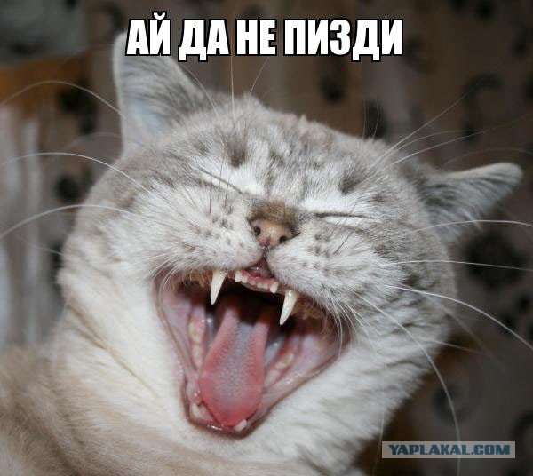 Они Пиздят Прикол