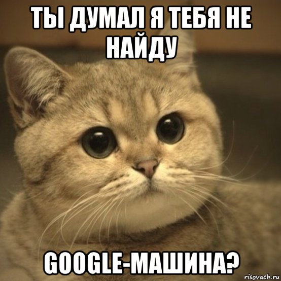 Google-машина переехала кошку