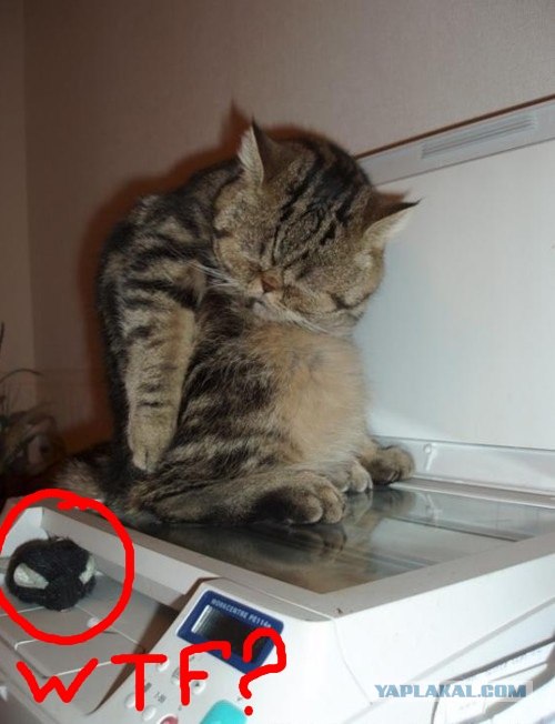 Уставший кот