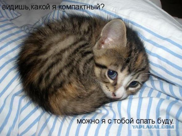 Сегодня котовторник, а котиков все нет