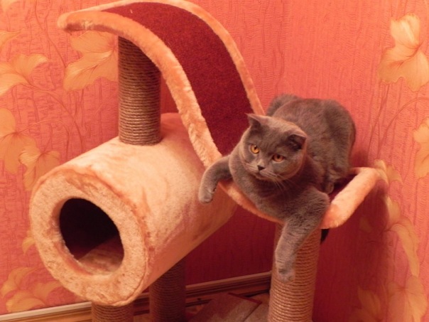 Котовторник на середину июня
