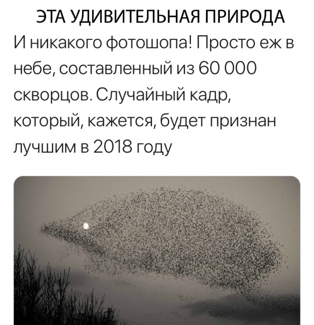 Фотоприколы и картинки разные на пятницу
