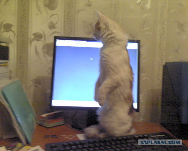 Котовторник 10.04.2012