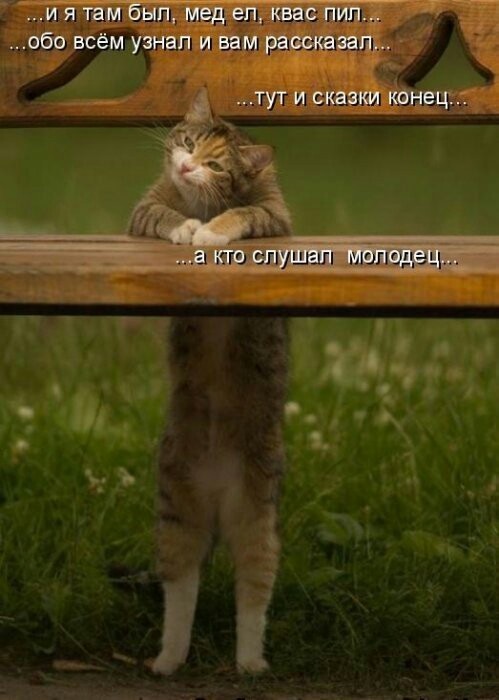 Хвостатые—усатые
