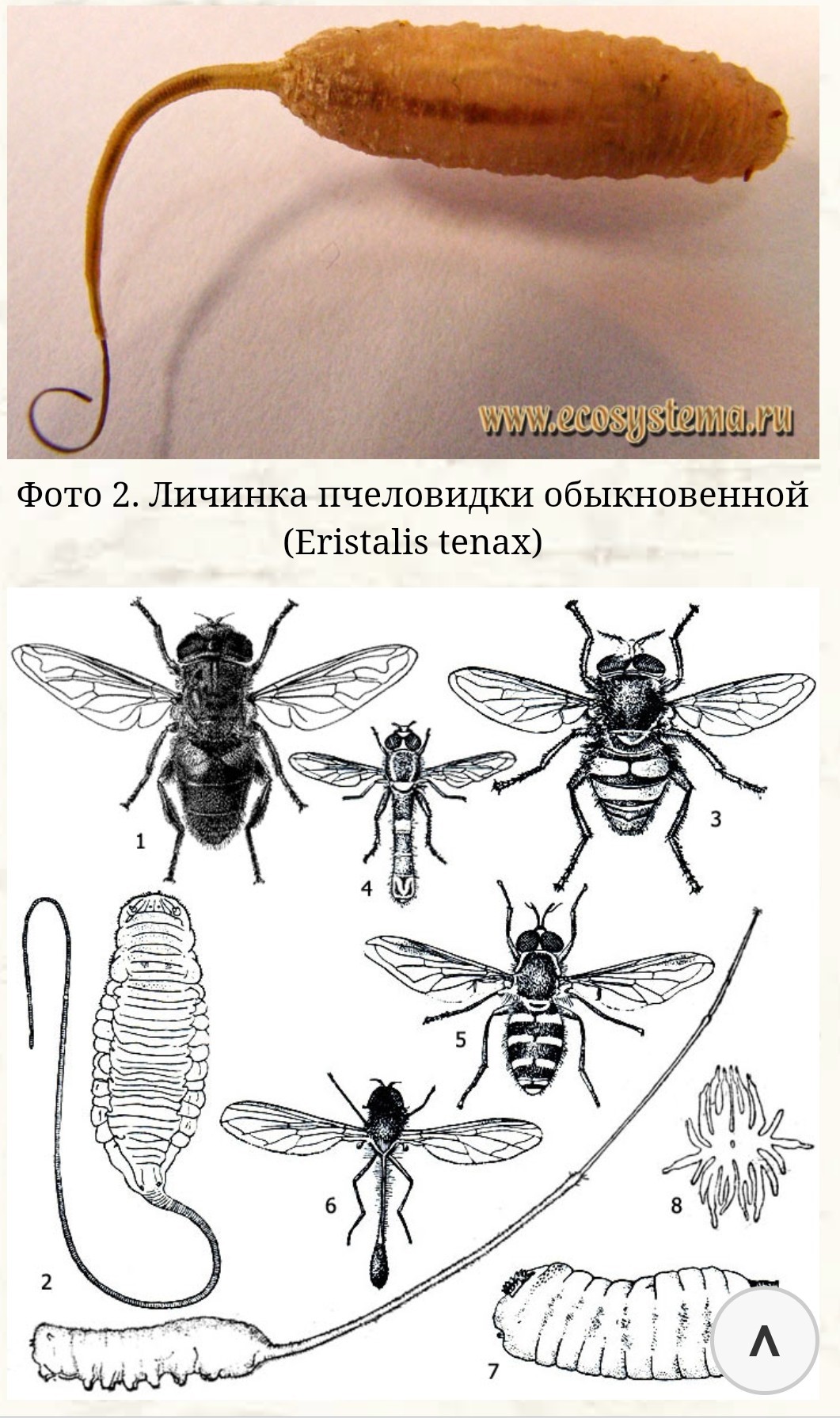 Туалетные мошки