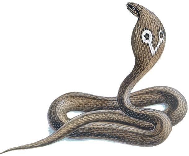 Змеи биология 7 класс. Антигуанский альсуфис змея. Очковая змея. Очковая Кобра. Диностер змея.