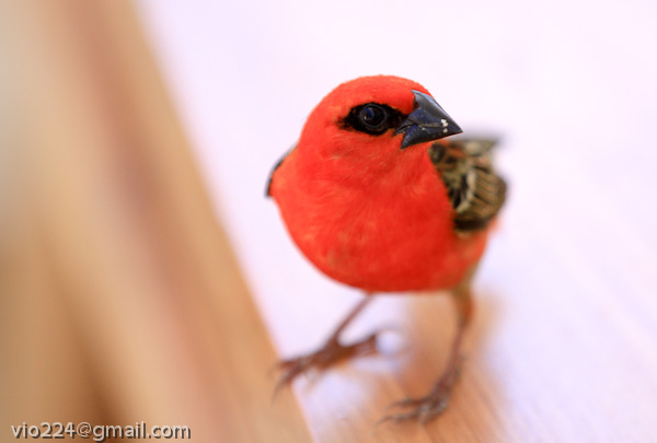 Сейшеллы октябрь 2012