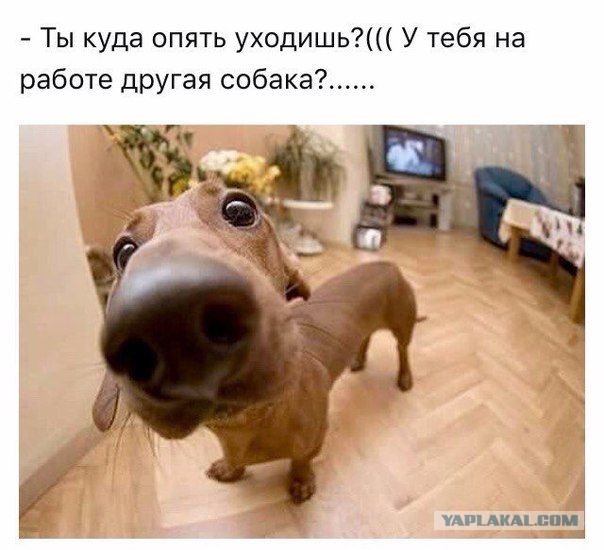 Таксочетверг