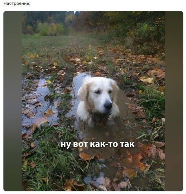 Сегодня пойдет на гулянку